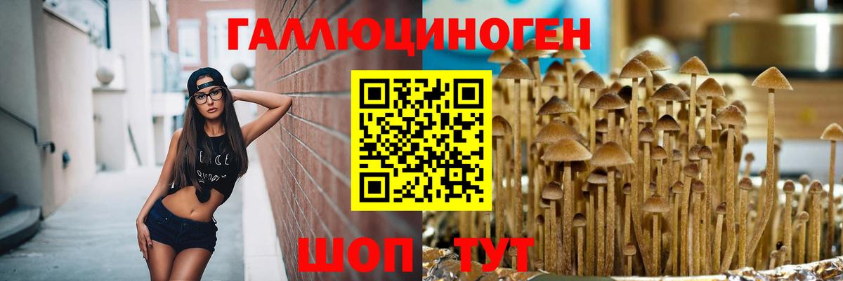 Галлюциногенные грибы Psilocybine cubensis  закладка  Видное  Вход с VPN 